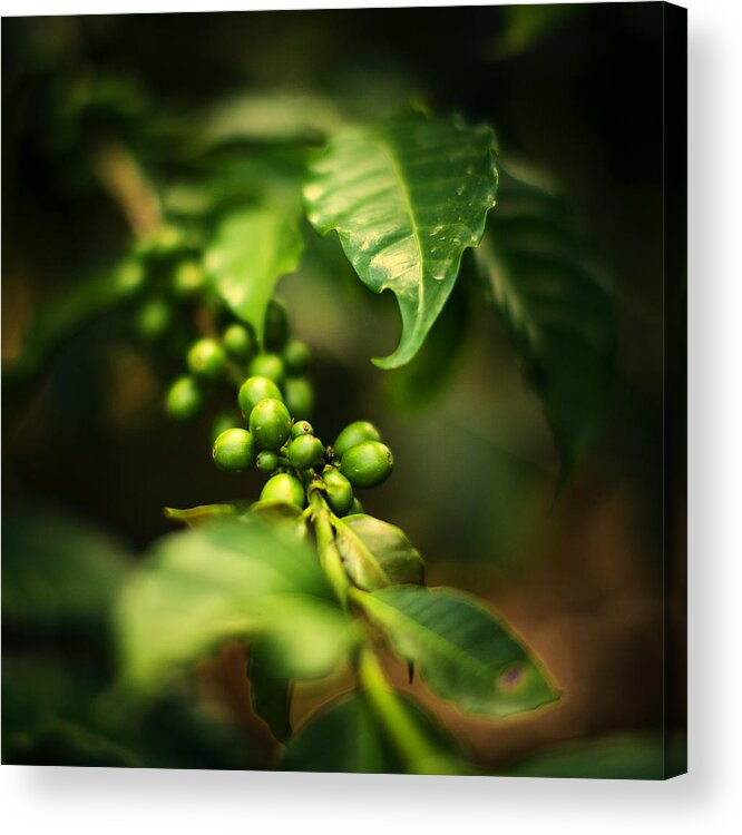 Bunch Acrylic Print featuring the photograph Green Coffee Beans by Thepalmer