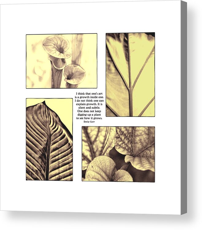 Growth Acrylic Print featuring the photograph Growth by John Hansen