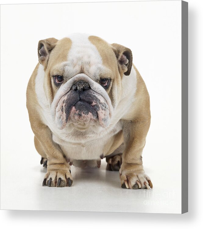 Dog Acrylic Print featuring the photograph Grumpy Bulldog by John Daniels
