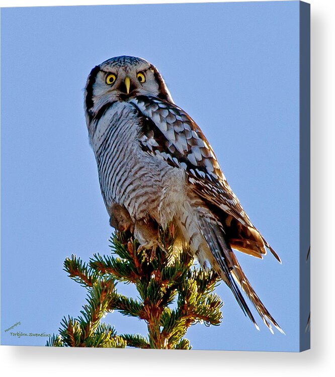 Hawk Owl Square Acrylic Print featuring the photograph Hawk Owl square by Torbjorn Swenelius