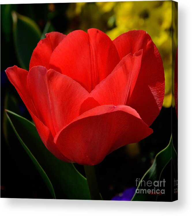 Floral Acrylic Print featuring the photograph Here's My Heart by Nava Thompson