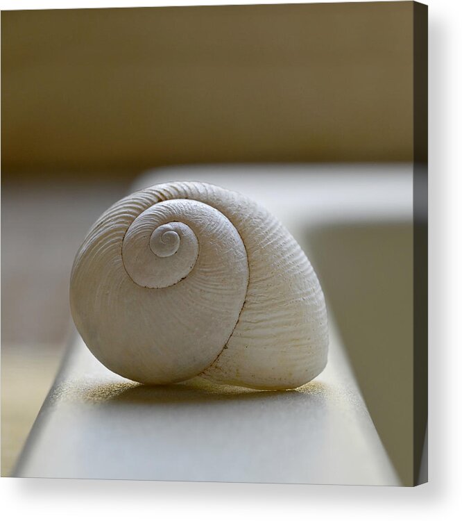 Shell Acrylic Print featuring the photograph Home by Laura Fasulo
