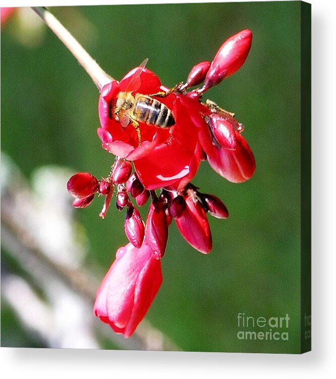 Red Acrylic Print featuring the photograph Honey Bee at Work by Mary Deal