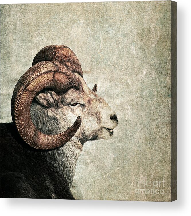 Dall's Sheep Acrylic Print featuring the photograph Horned by Priska Wettstein