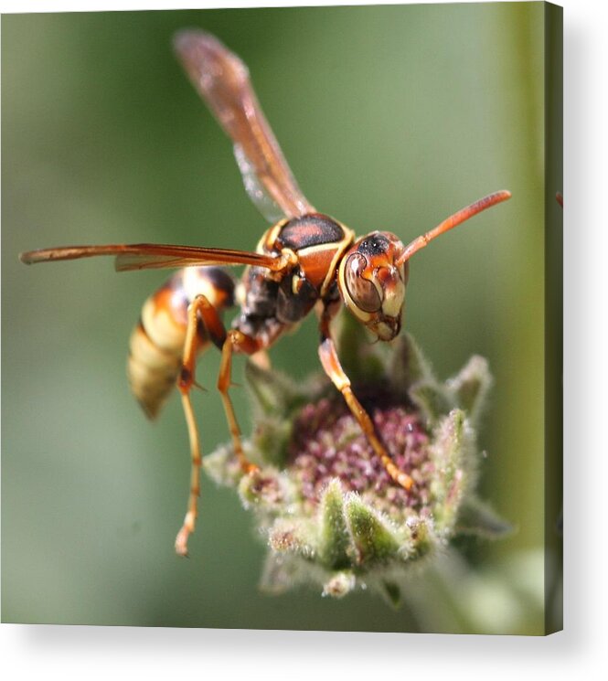 Macro Acrylic Print featuring the photograph Hornet on flower by Nathan Rupert