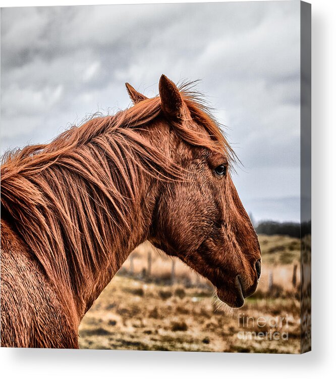Animal Print Acrylic Print featuring the photograph Horsey horsey by John Farnan
