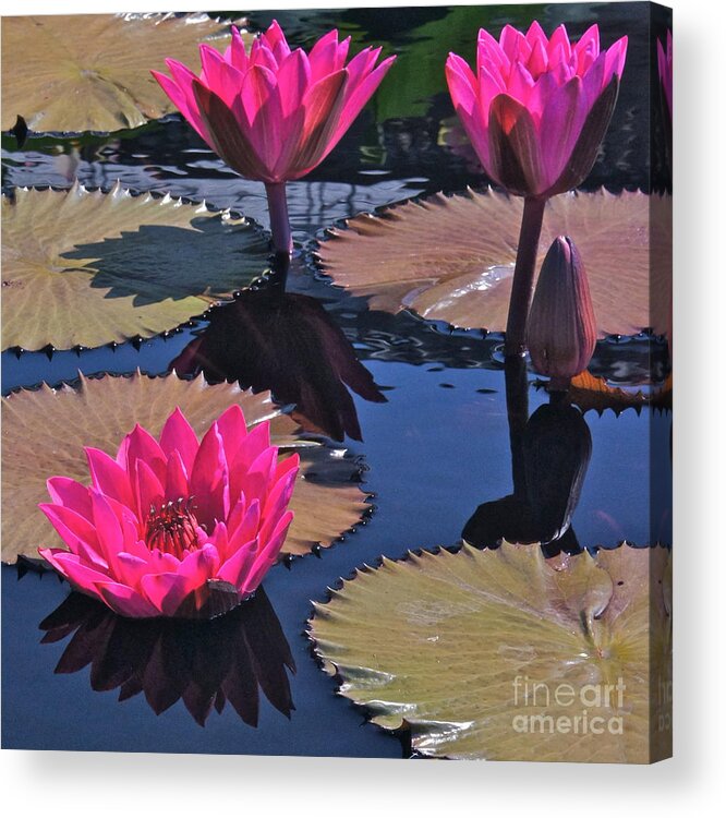 Hot Pink Acrylic Print featuring the photograph Hot Pink Tropicals by Byron Varvarigos