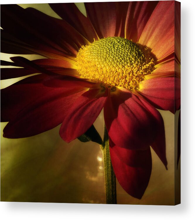Floral Acrylic Print featuring the photograph Hot Toddy by Darlene Kwiatkowski