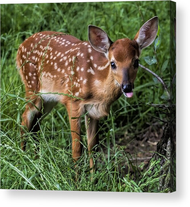Fawn Acrylic Print featuring the photograph How Rude by John Crothers