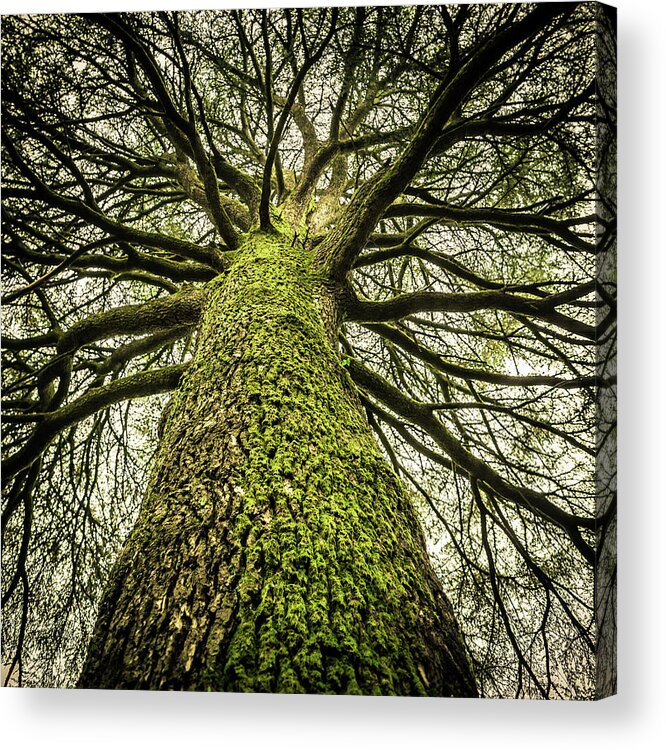 Majestic Acrylic Print featuring the photograph Huge Bare Tree, Creepy Mood by Giorgiomagini