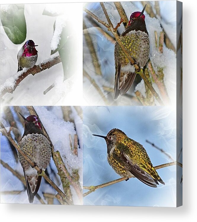 Humming Bird Acrylic Print featuring the photograph Humming Bird and Snow 4 Pack by Nick Kloepping