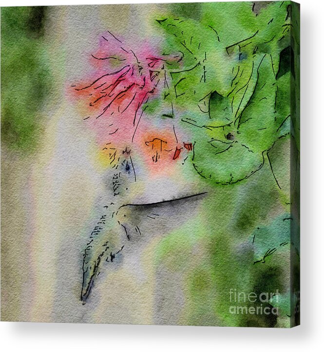 Hummingbird Acrylic Print featuring the painting Hummingbird - All In by Kerri Farley