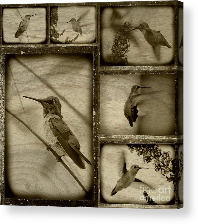 Hummingbirds Acrylic Print featuring the photograph Hummingbird Family Portraits by Carol Groenen