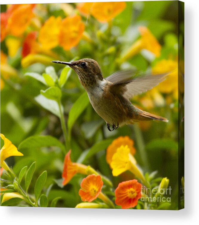 Bird Acrylic Print featuring the photograph Hummingbird looking for food by Heiko Koehrer-Wagner
