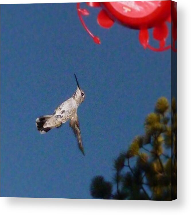 Acrylic Print featuring the photograph Hummingbird Outside My Door by John Wagner