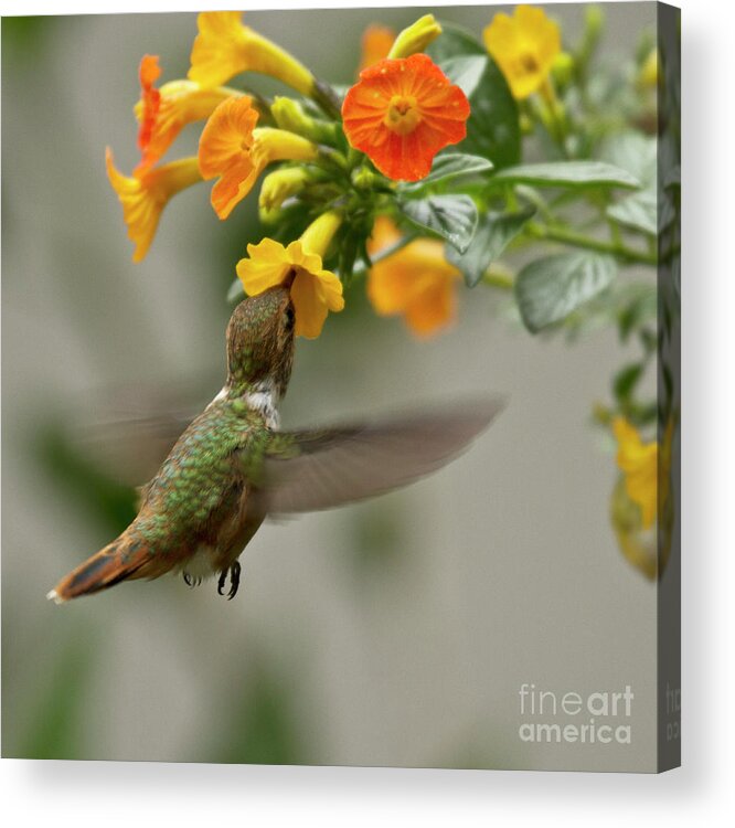 Bird Acrylic Print featuring the photograph Hummingbird sips Nectar by Heiko Koehrer-Wagner