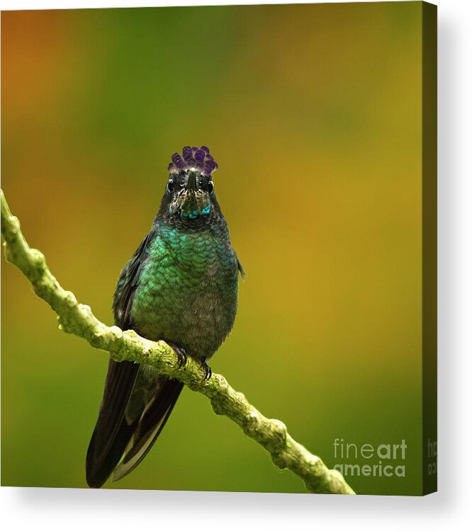 Magnificent Hummingbird Acrylic Print featuring the photograph Hummingbird with a lilac Crown by Heiko Koehrer-Wagner
