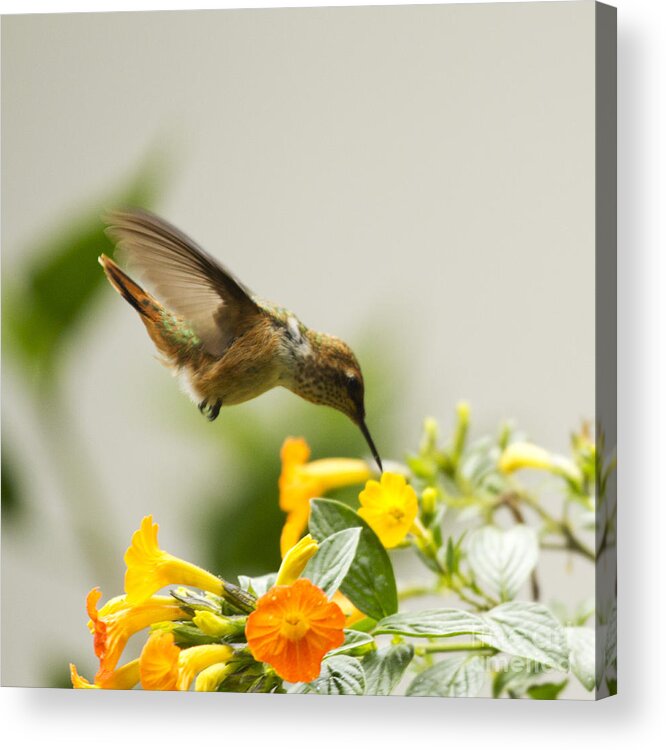 Hummingbird Acrylic Print featuring the photograph Hungry Flowerbird by Heiko Koehrer-Wagner