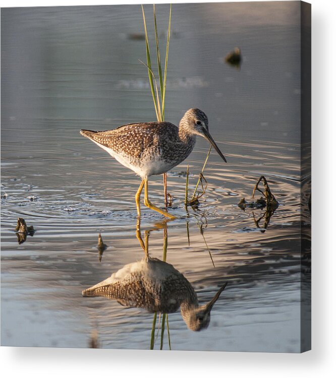 Lesser Yellowlegs Acrylic Print featuring the photograph Hunting by Cathy Kovarik