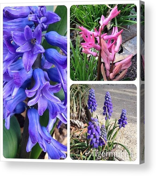 Hyacinth Acrylic Print featuring the photograph Hyacinths. Blooming Today! #flower by Teresa Mucha