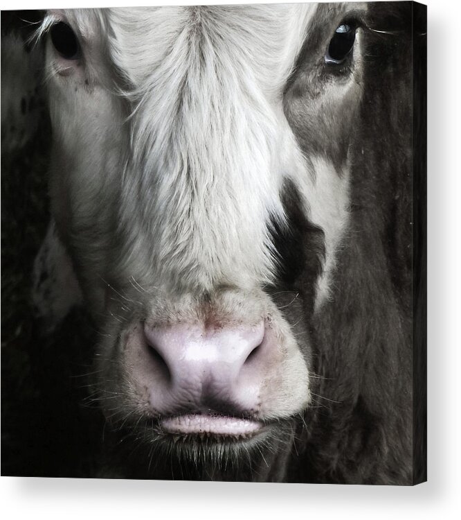 Animal Themes Acrylic Print featuring the photograph I Am Not A Number by John Beswick