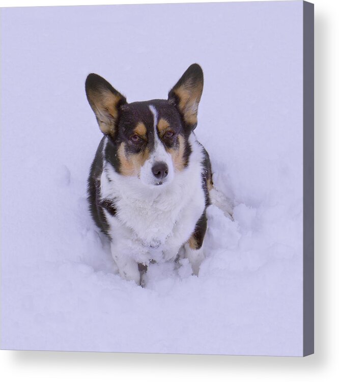 Corgi Acrylic Print featuring the photograph I Do Not Like Snow by Mike McGlothlen