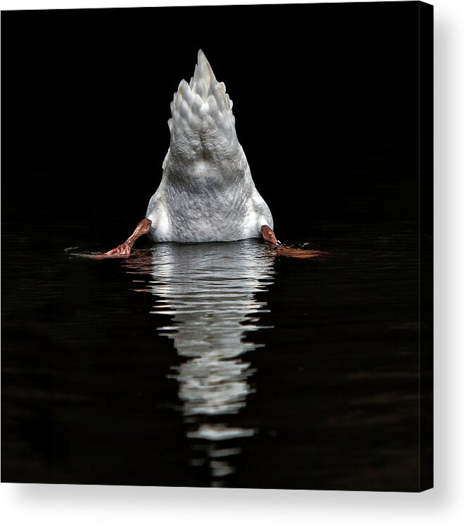 Humour Acrylic Print featuring the photograph I Don't Like Photographers ! by Piet Flour