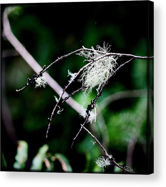 Igersoftheday Acrylic Print featuring the photograph I Lichen This. #instagood #picoftheday by Kevin Smith