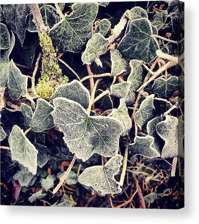 Cold Acrylic Print featuring the photograph Iced Ivy by Nic Squirrell