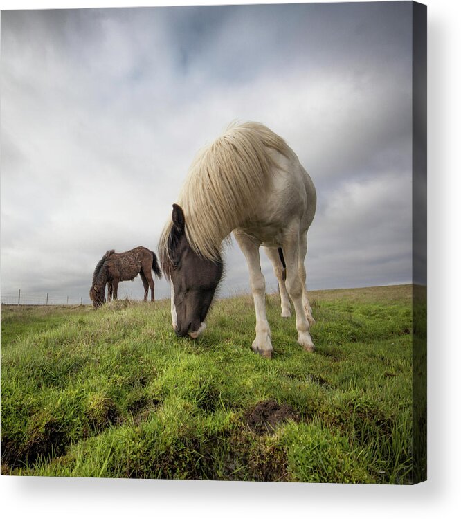 Horse Acrylic Print featuring the photograph Icelandic Horses by Johann S. Karlsson