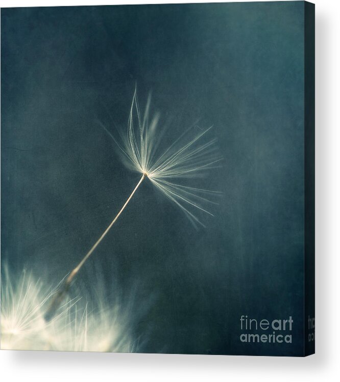 Dandelion Acrylic Print featuring the photograph If I had one wish III by Priska Wettstein