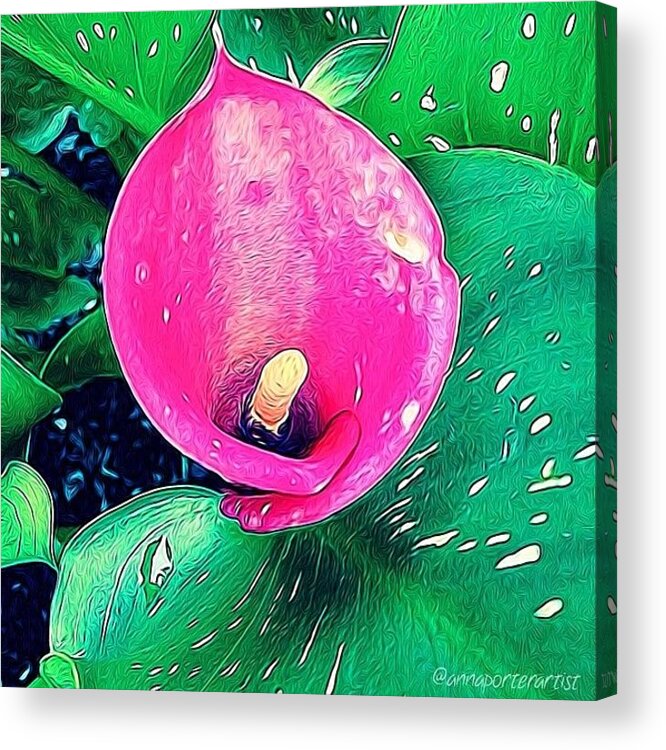 Mybest_edit Acrylic Print featuring the photograph Impertinent, Calla Lily From My Garden by Anna Porter