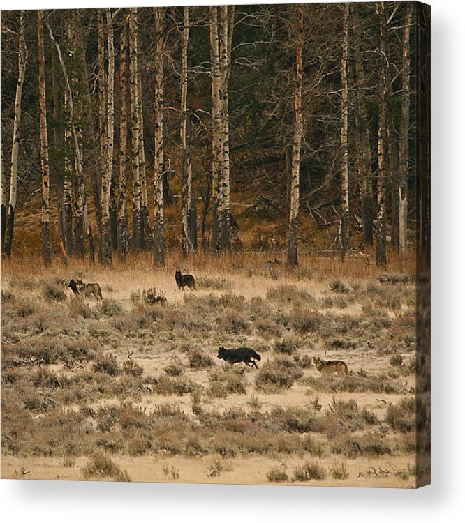 Aspens Acrylic Print featuring the photograph In Memory of the Druids by Gary Hall