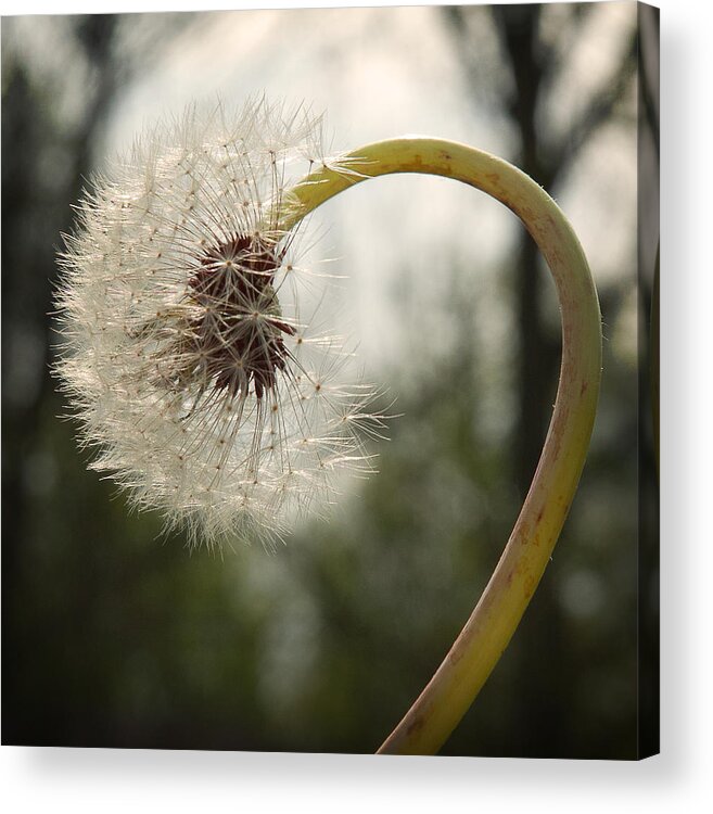 Plant Acrylic Print featuring the photograph In Reverence by Lena Wilhite