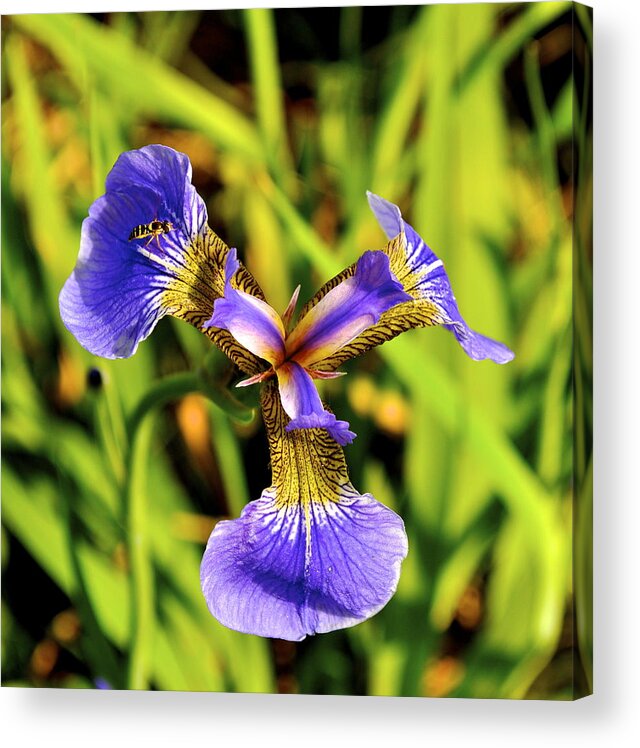 Iris Acrylic Print featuring the photograph Iris by Cathy Mahnke