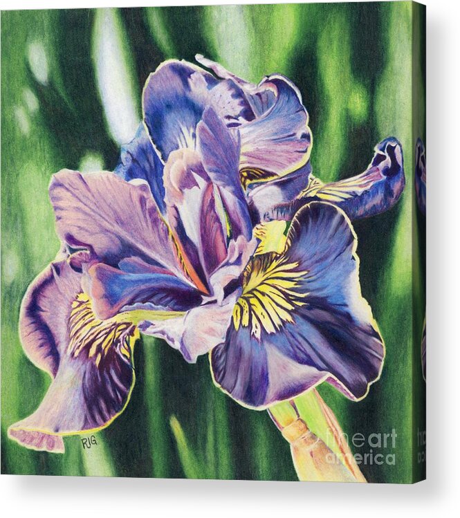 Iris Acrylic Print featuring the drawing Iris by Rosellen Westerhoff