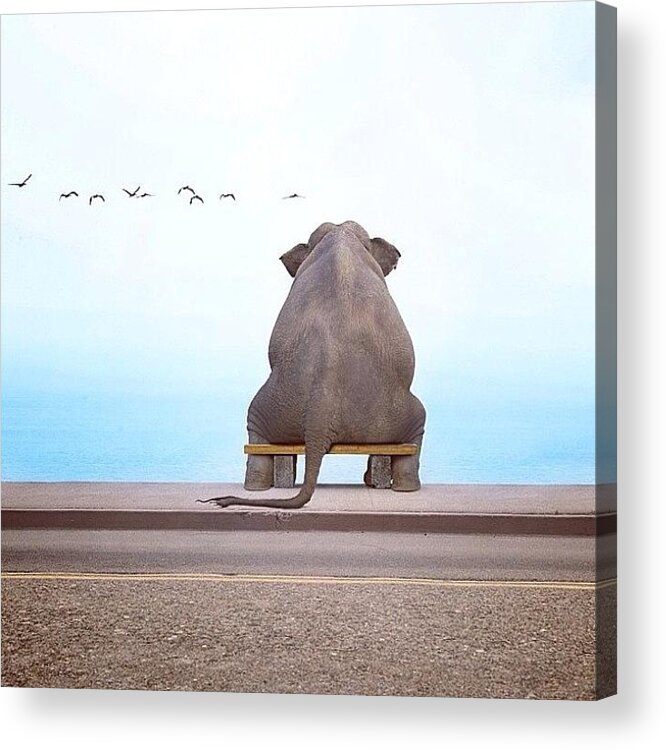 Elephants Acrylic Print featuring the photograph Irrelephant, I Know.. But Happy Friday by Martin Doyle