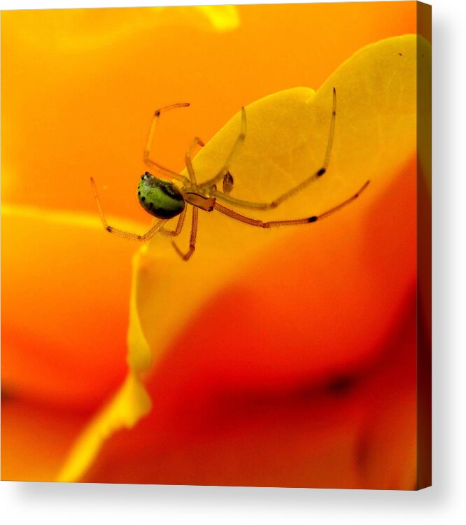 Spider Acrylic Print featuring the photograph Itsy Bitsy Spider 2 by Nick Kloepping