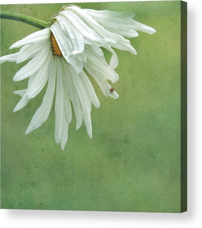 Daisy Acrylic Print featuring the photograph Itsy Spider by Sally Banfill