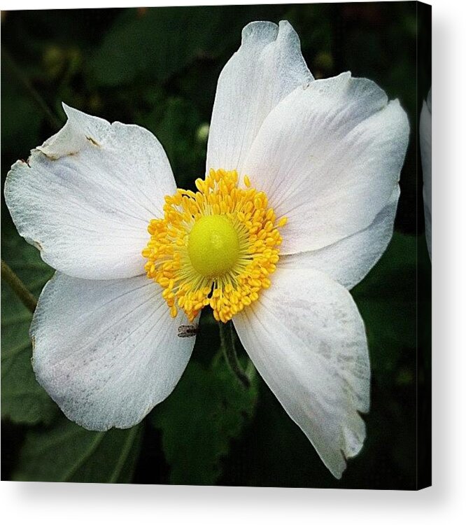Ig_bestever Acrylic Print featuring the photograph Japanese Anemone Found In My Garden by Rita Frederick
