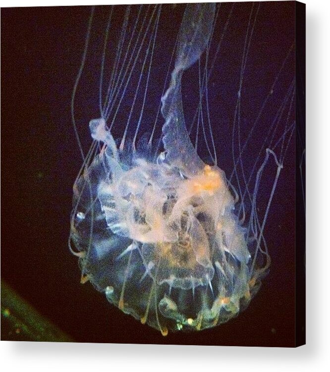 Jellyfish Acrylic Print featuring the photograph Jellyfish by Nathan Jordan