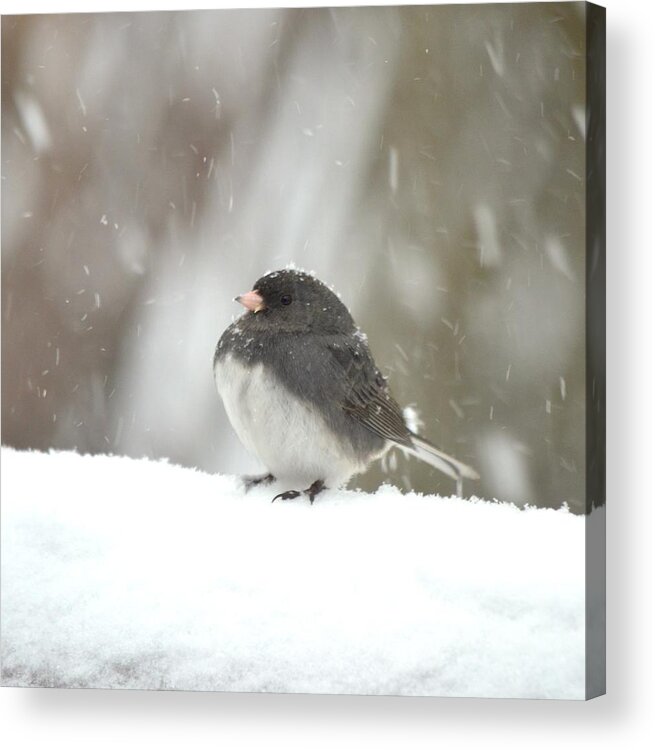 Snow Acrylic Print featuring the photograph Junco 4 by Richard Bryce and Family