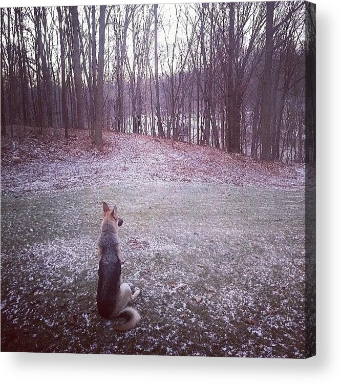 Snow Acrylic Print featuring the photograph Just A Dog And His Thoughts by Jill Tuinier