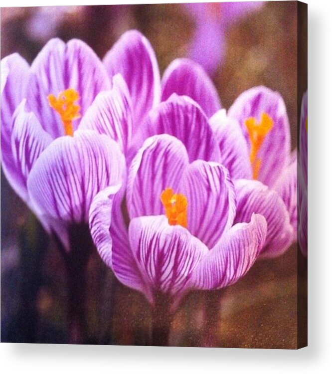 Floral Acrylic Print featuring the photograph Just Look How The Orange Yellow Pops by Portraits By NC