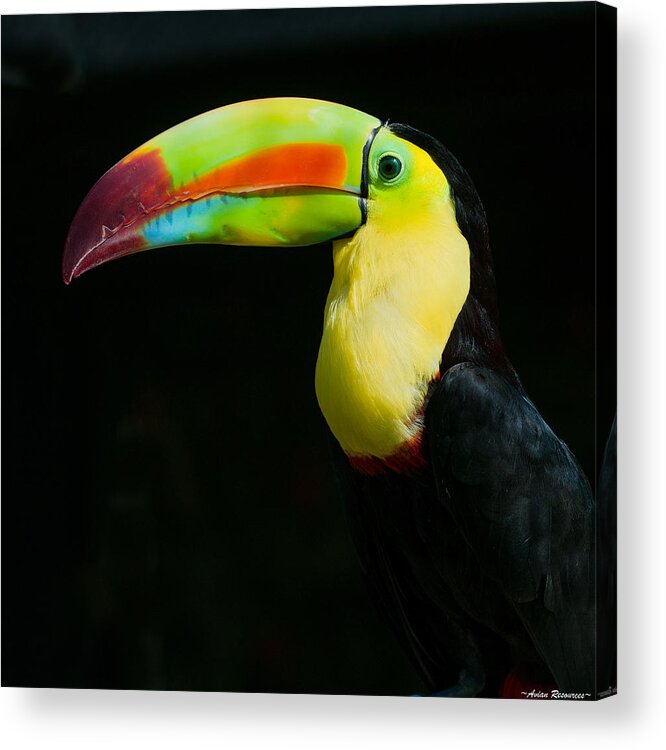 Keel Acrylic Print featuring the photograph Keel-billed Toucan by Avian Resources
