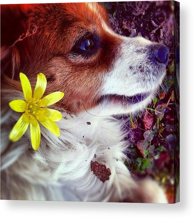 Petstagram Acrylic Print featuring the photograph Kiki And The Spring! by Emanuela Carratoni