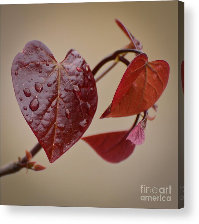 Heart Acrylic Print featuring the photograph Kindness Can Change The World by Kerri Farley