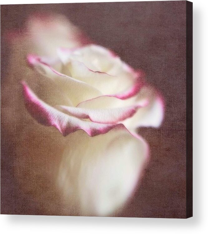 Instagrammersoflouisiana Acrylic Print featuring the photograph Kissed With Love #love #rose by Scott Pellegrin