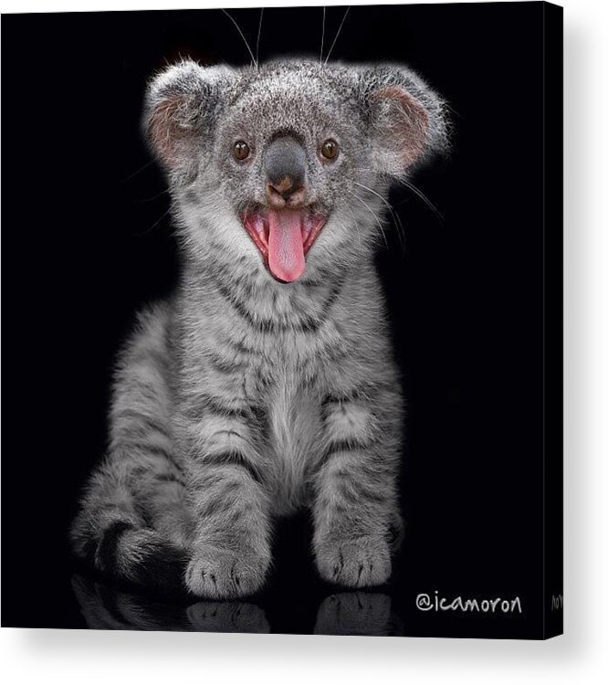 Icamdaily Acrylic Print featuring the photograph Koala-kitten

this Edit Was Inspired by Cameron Bentley