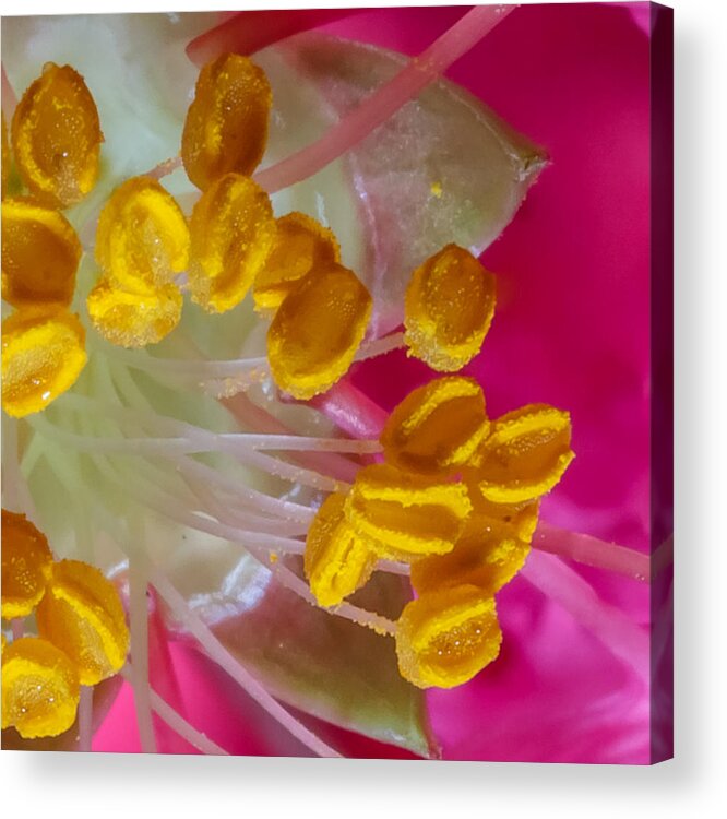 Background Acrylic Print featuring the photograph Lagerstroemia Indica Stigma by Rob Sellers